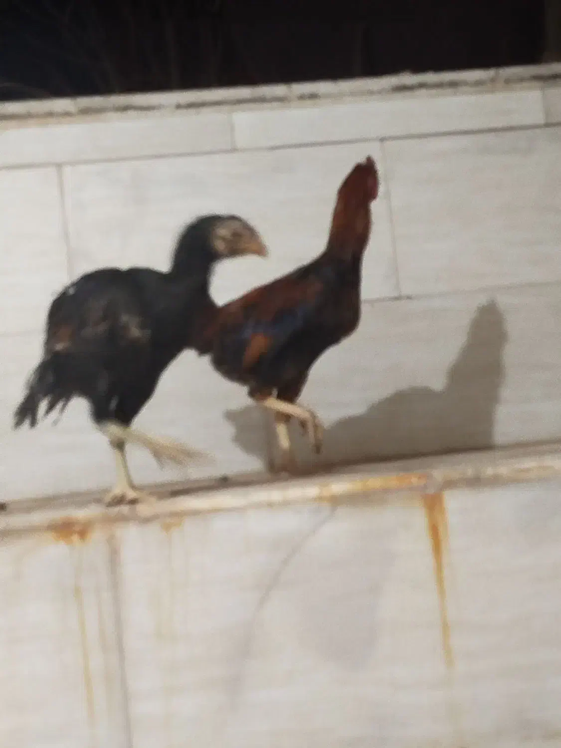 جفت لاری|حیوانات مزرعه|اردکان, |دیوار