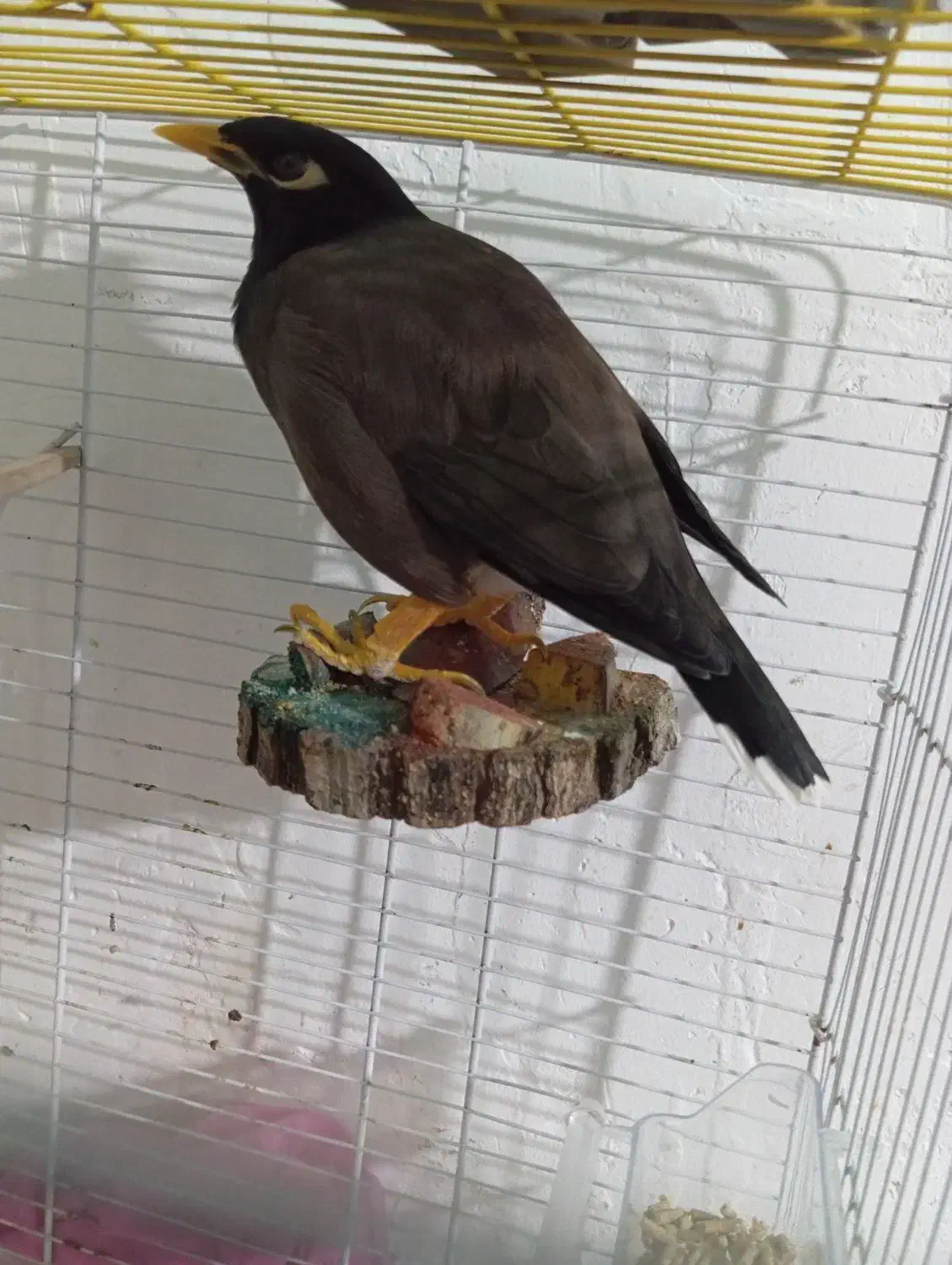 مرغ مینا سخنگو|پرنده|بندرعباس, |دیوار