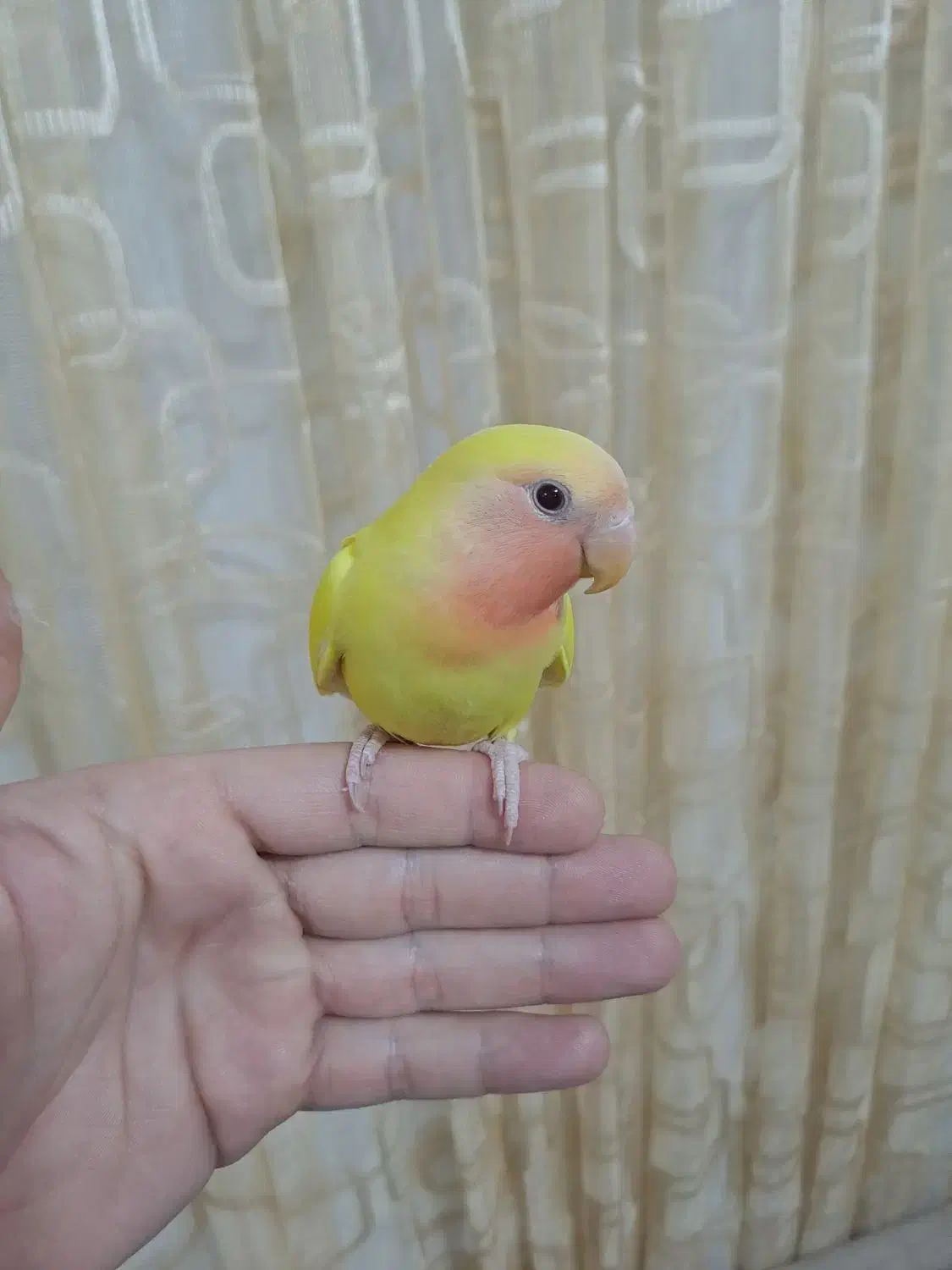 کوتوله برزیلی رام(دستی)|پرنده|گناباد, |دیوار