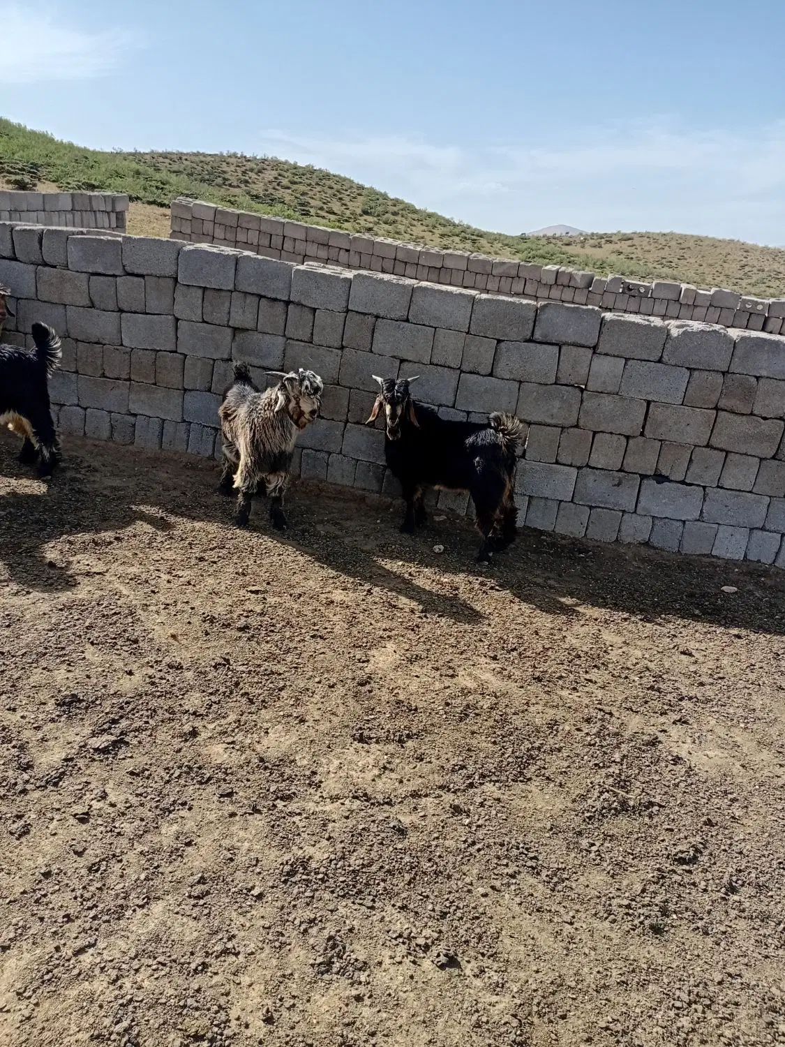 بیگ تخمی|حیوانات مزرعه|بلداجی, |دیوار