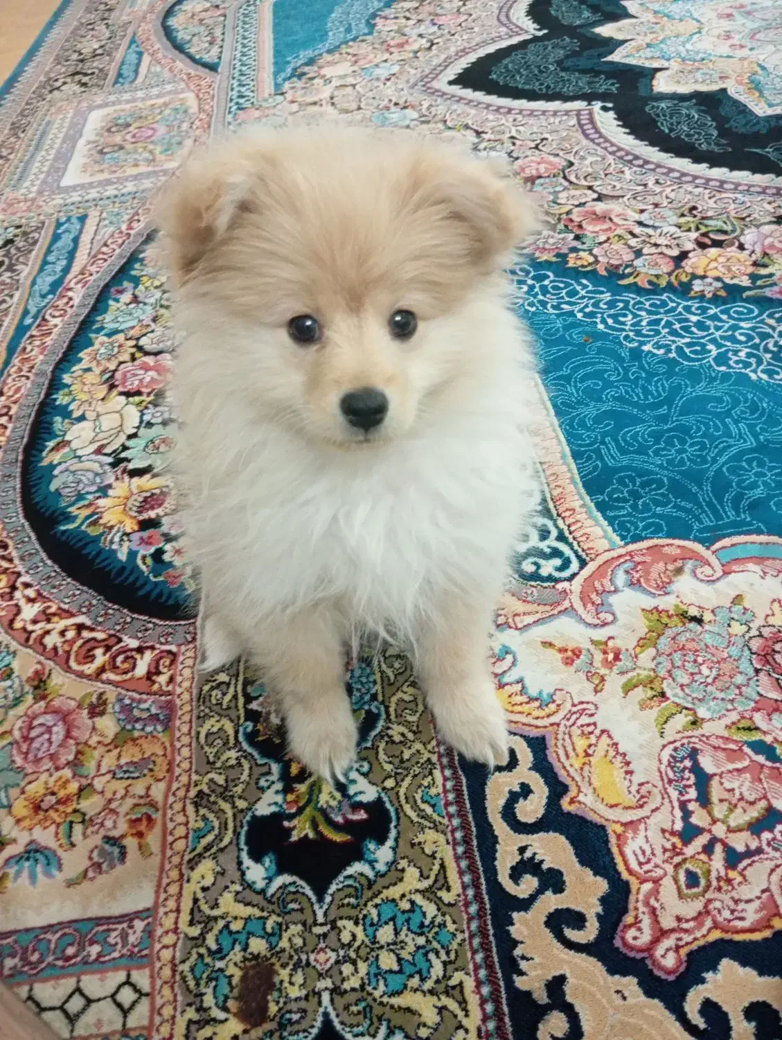 سگ پامرخرسی|سگ|ابریشم, |دیوار