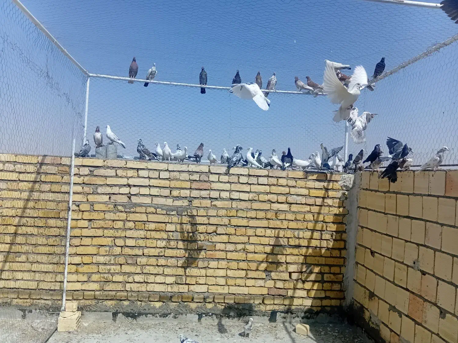 کبوتر|پرنده|آران و بیدگل, |دیوار