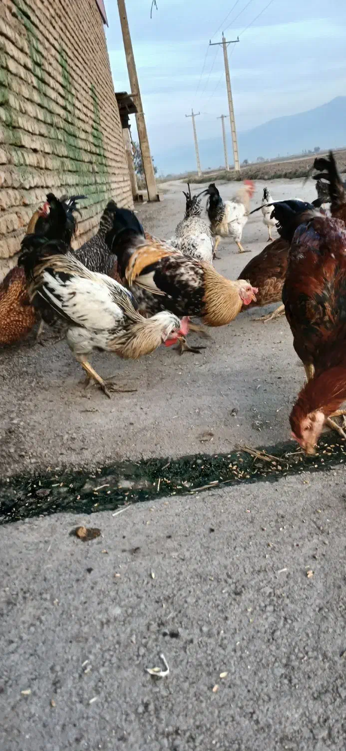 خروس و‌ مرغ جوان محلی|حیوانات مزرعه|سنگدوین, |دیوار