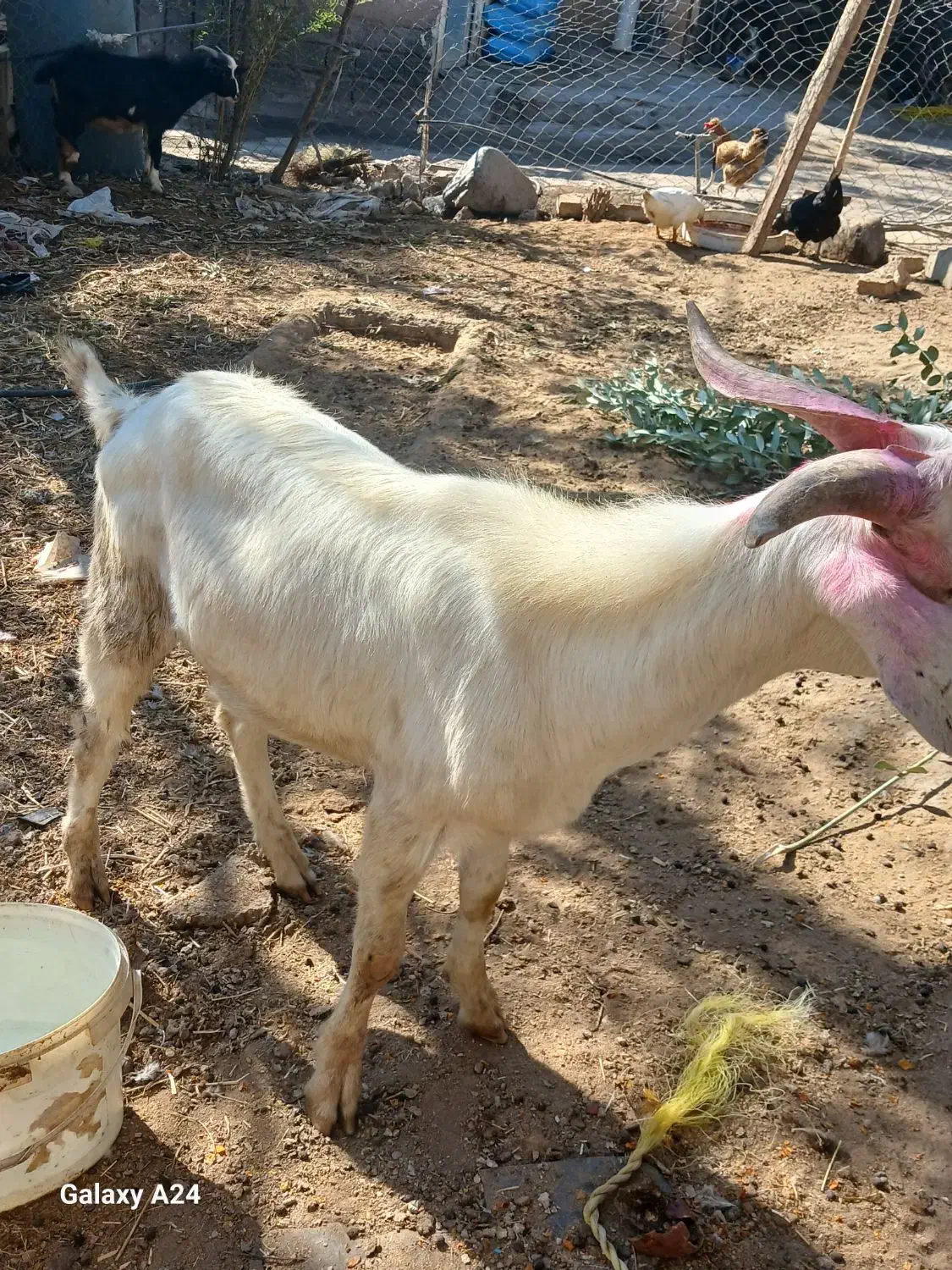 نر بز سانن|حیوانات مزرعه|گیلوان, |دیوار