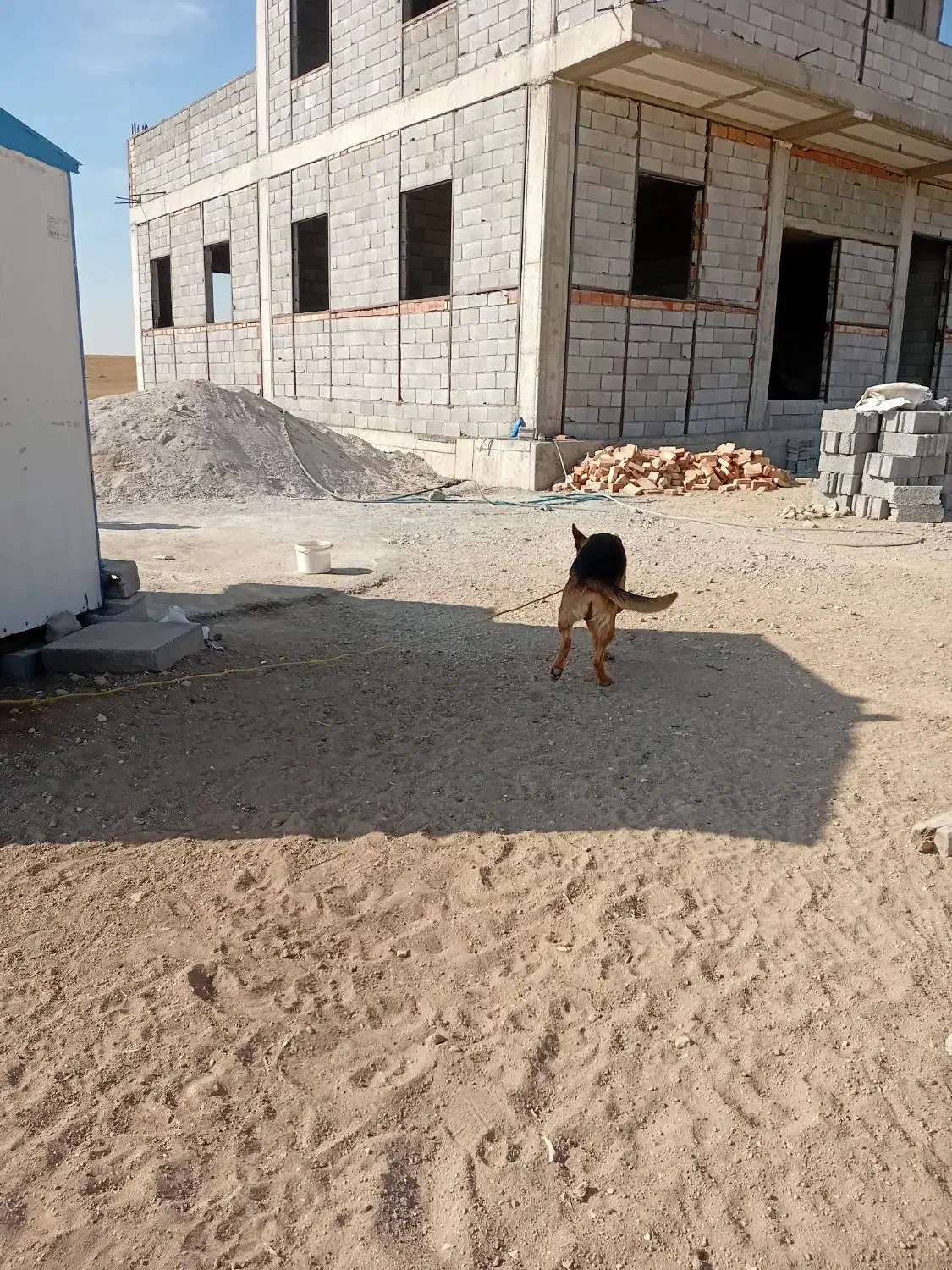 سگ ژرمن|سگ|اردبیل, |دیوار