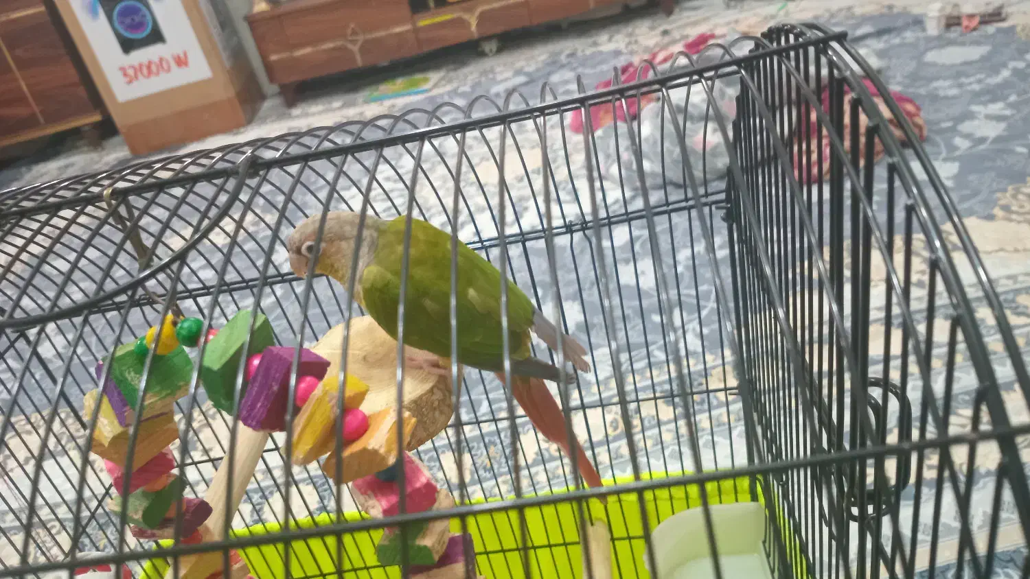 قیمت‌۵میلیون‌تومان‌|پرنده|تهران, جیحون|دیوار