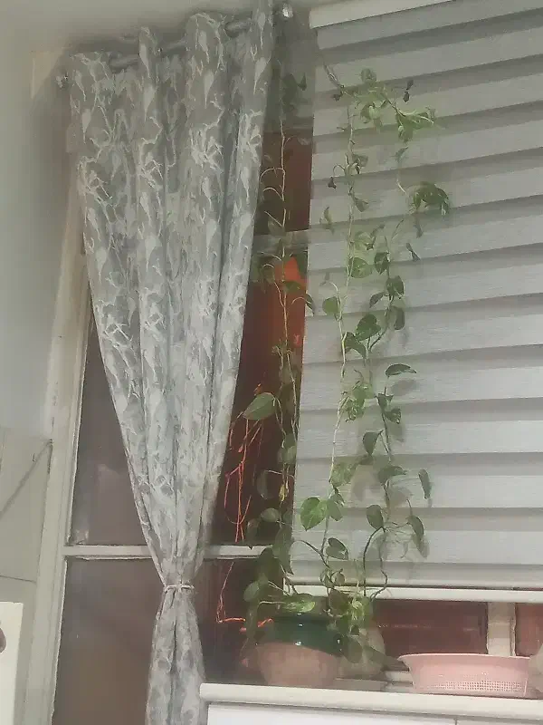 پرده|پرده، رانر، رومیزی|مشهد, کوی ولیعصر|دیوار