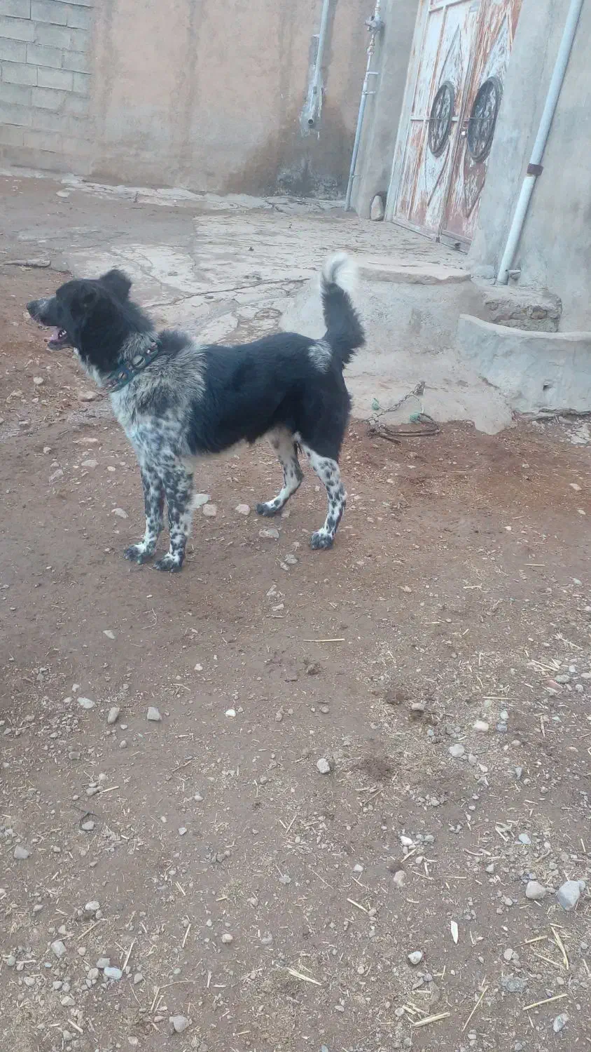 سگ قدرجونی نر|سگ|کرمانشاه, |دیوار