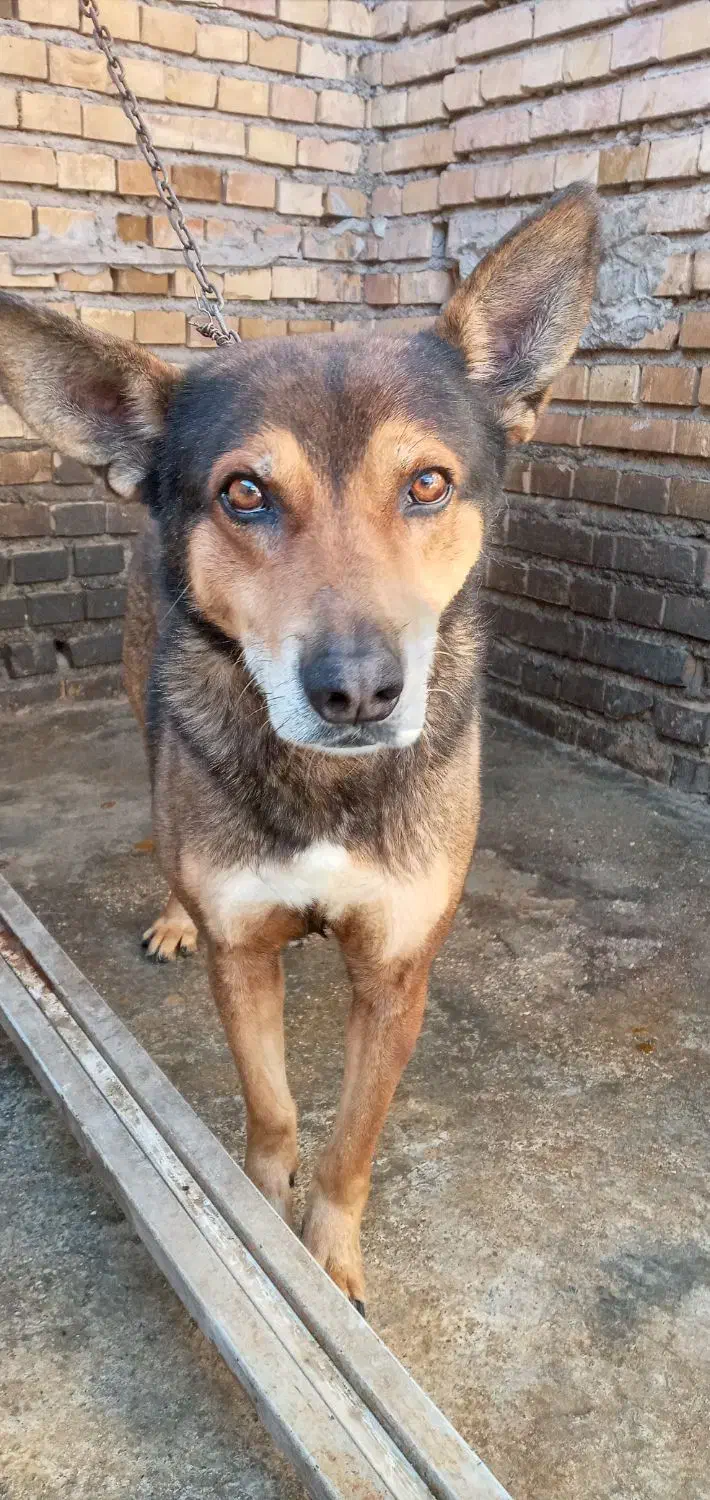 سگ نر ژرمن شیپرد|سگ|گنبد کاووس, |دیوار