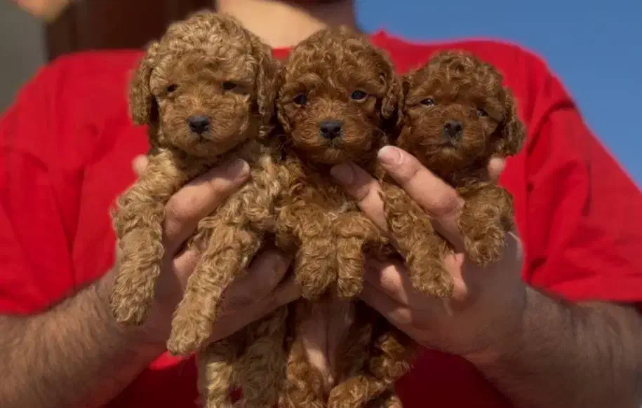 تاینی توی پودل|سگ|مشهد, هنرستان|دیوار