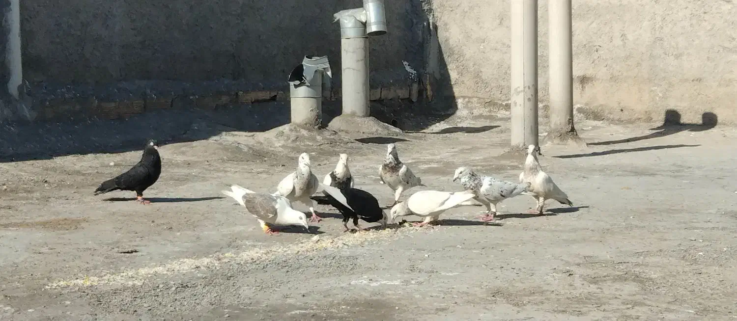 کفتر سرور|پرنده|مبارکه, |دیوار