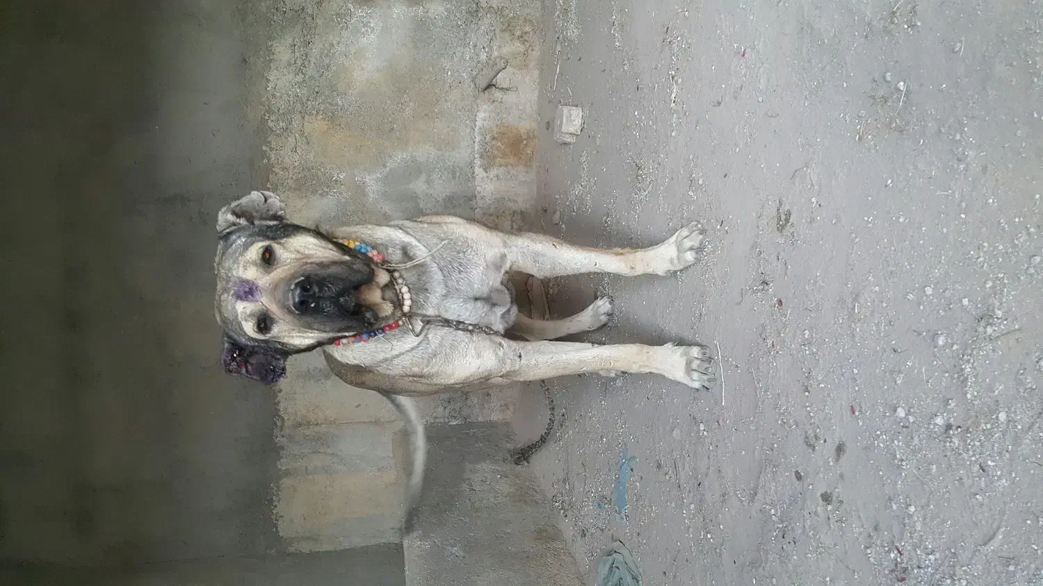 سگ سرابی|سگ|تبریز, |دیوار