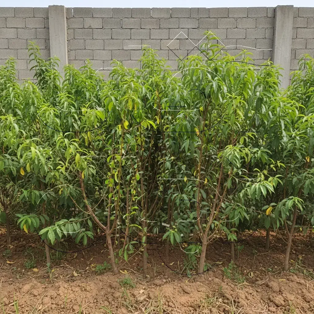 نـهال هـلو پربار و تازه  ظرفیت محدود|خدمات باغبانی و درختکاری|رودبار, |دیوار