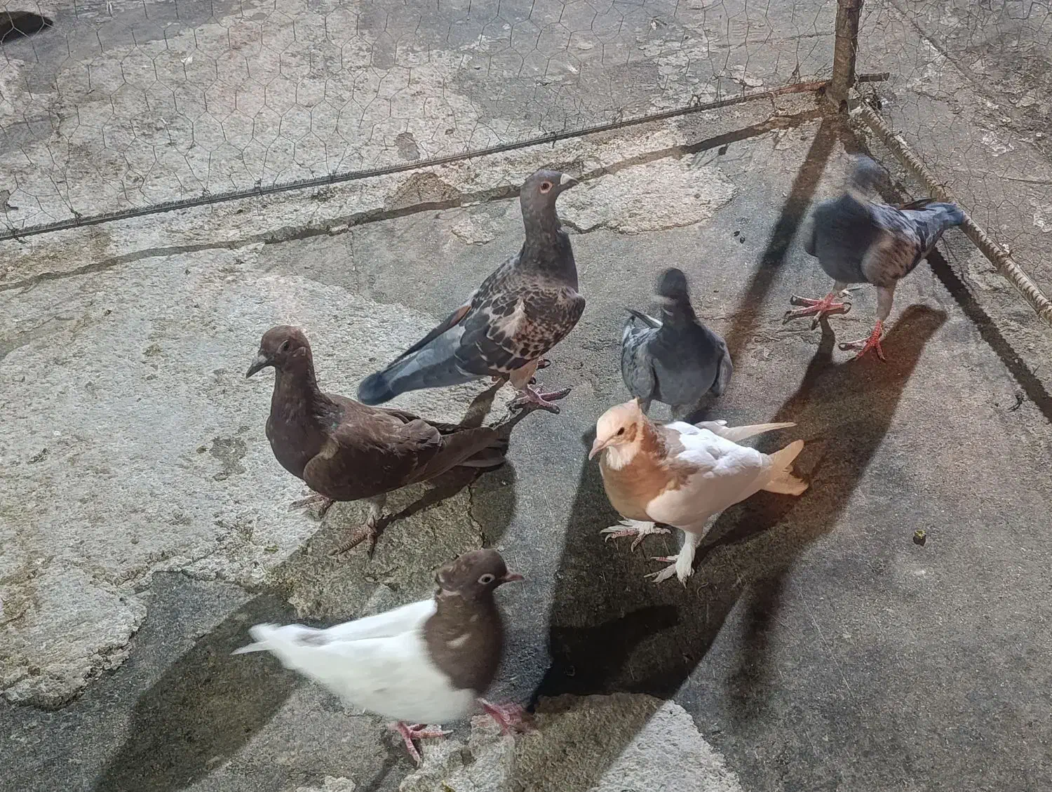 کبوتر|پرنده|شیراز, طلاب|دیوار