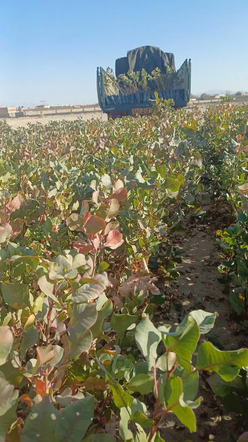 نهال پسته،گلدانی|خدمات باغبانی و درختکاری|قم, ولیعصر|دیوار