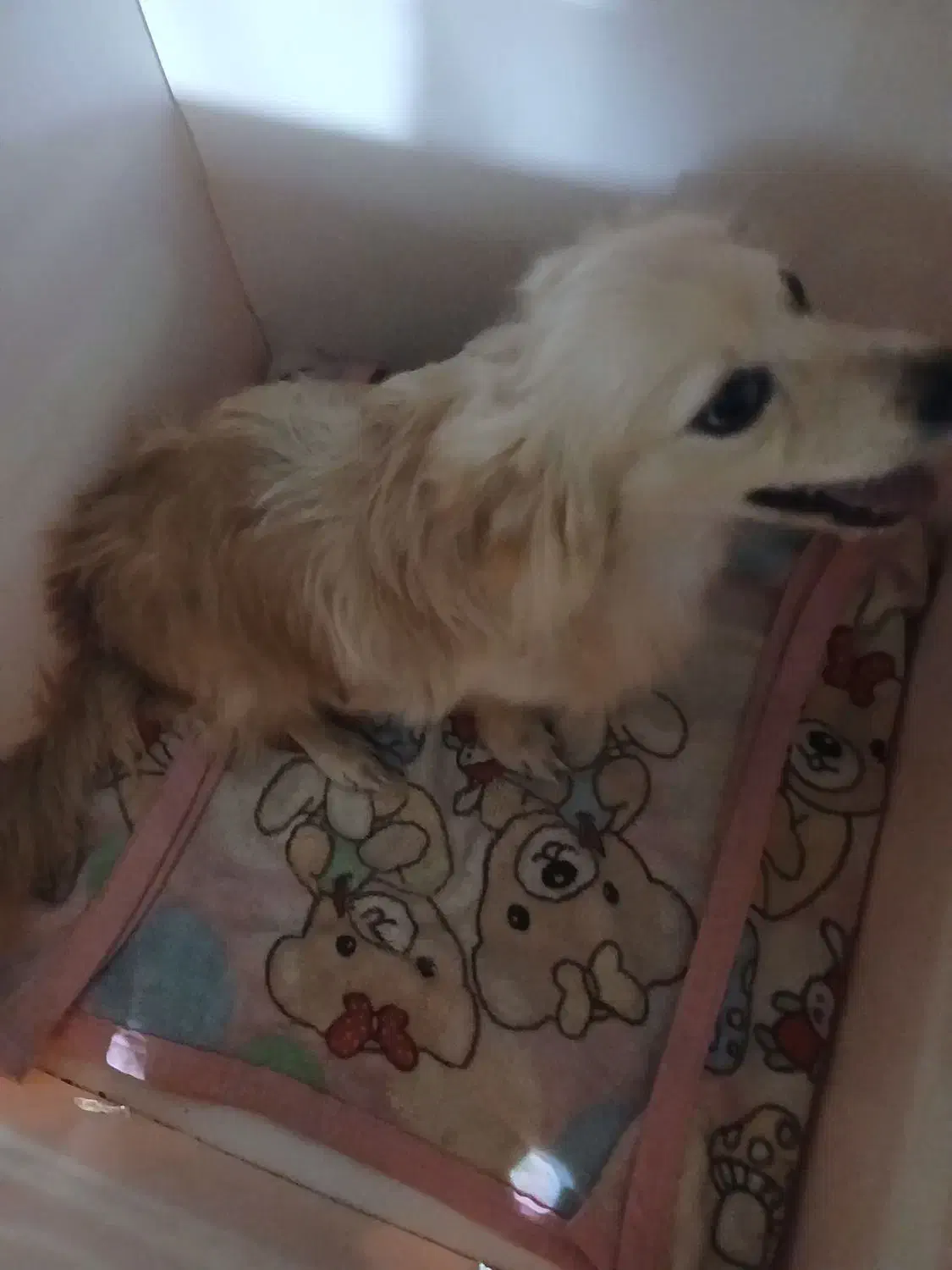 سگ خونگی|سگ|کرج, خرمدشت|دیوار