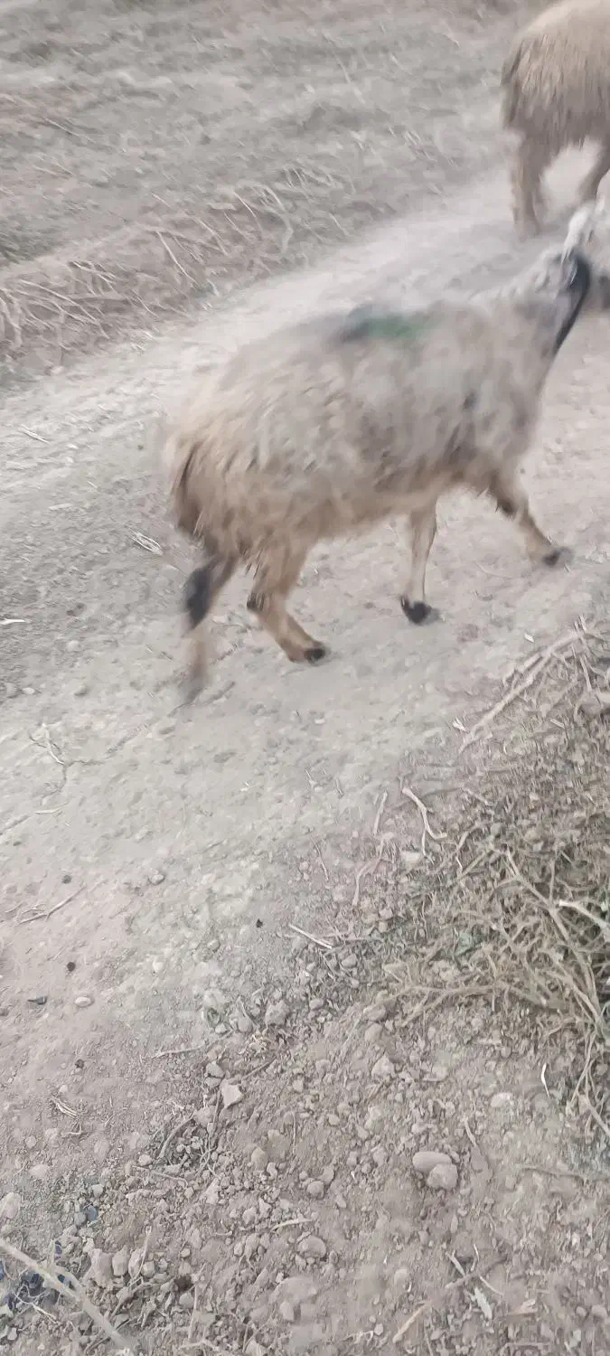 میش و بره|حیوانات مزرعه|درودزن, |دیوار