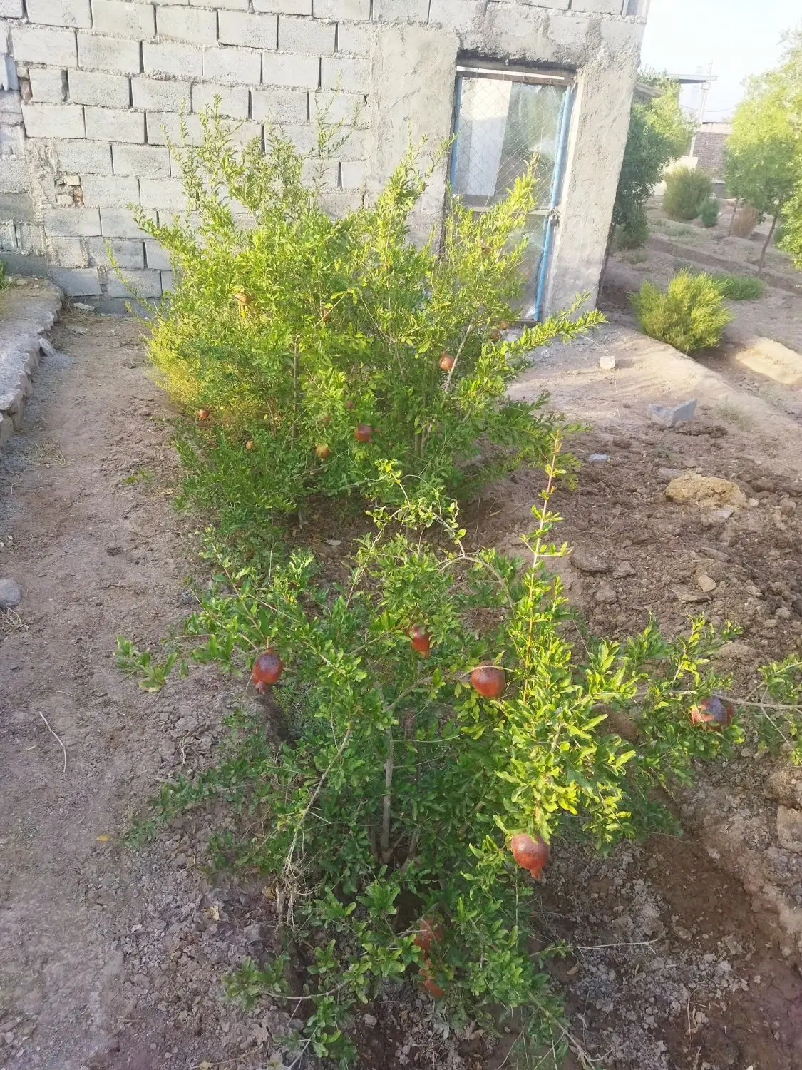 تصویر 8