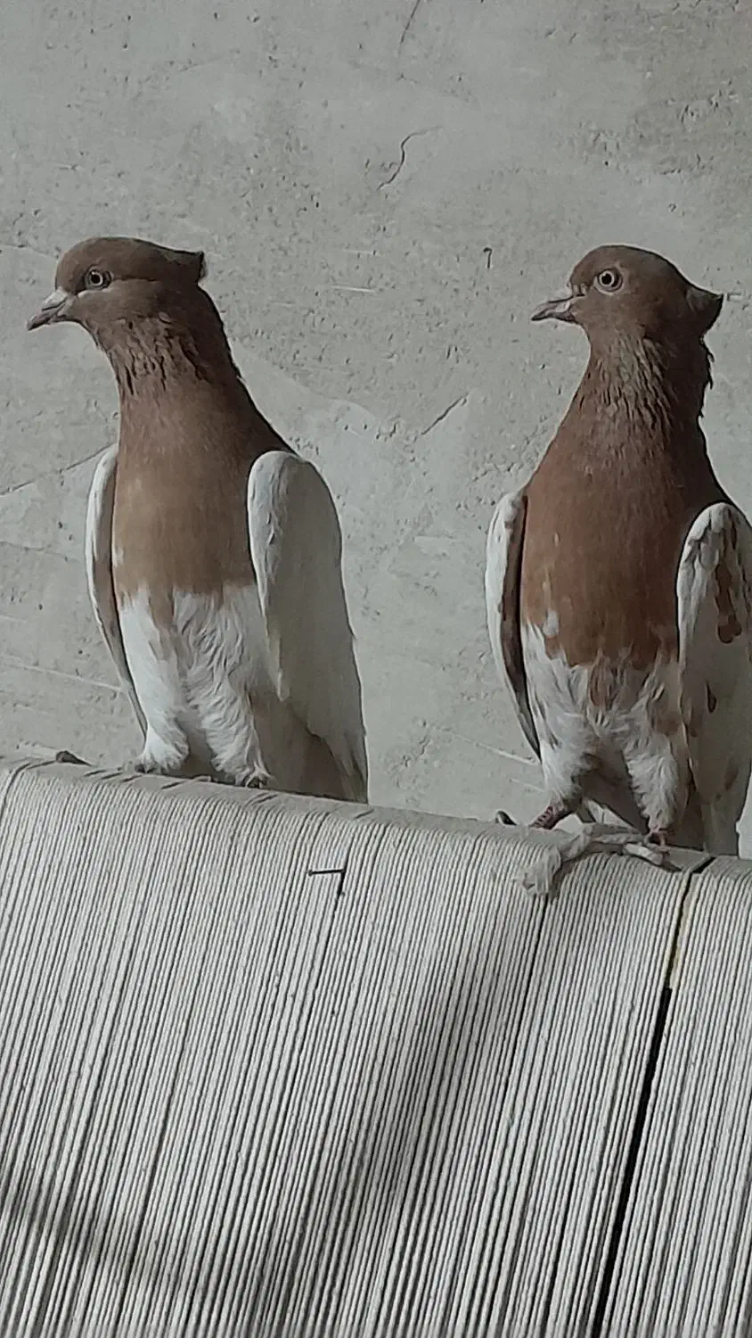 کبوتر|پرنده|تبریز, |دیوار