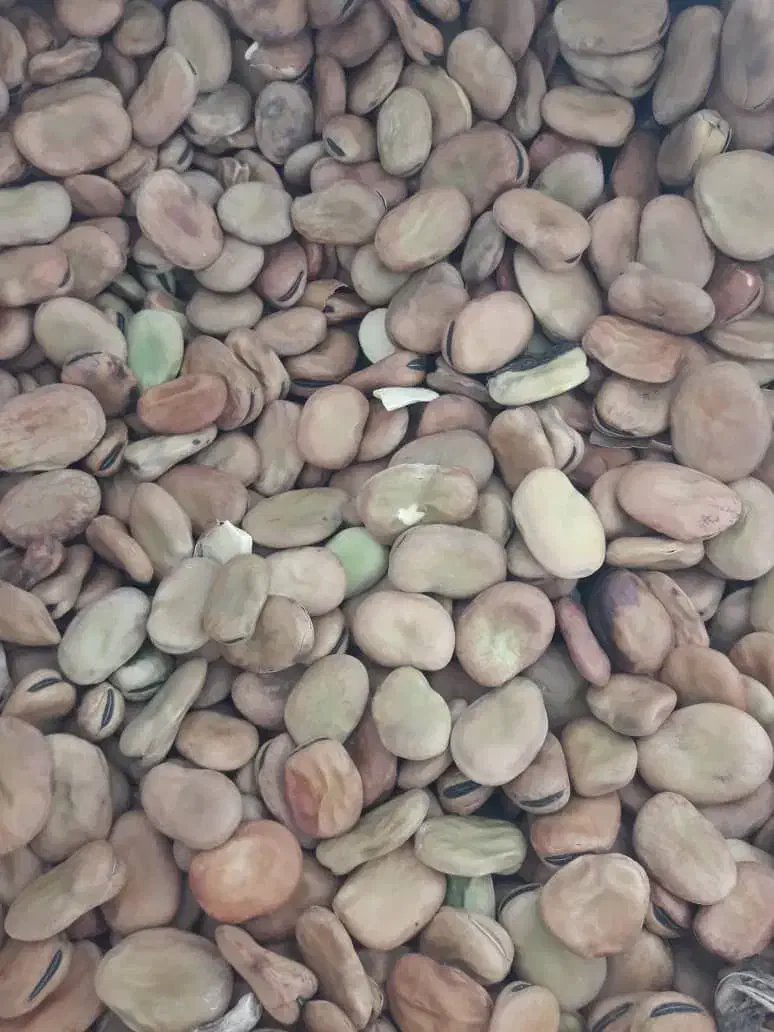 باقله عالی|خوردنی و آشامیدنی|گتوند, |دیوار