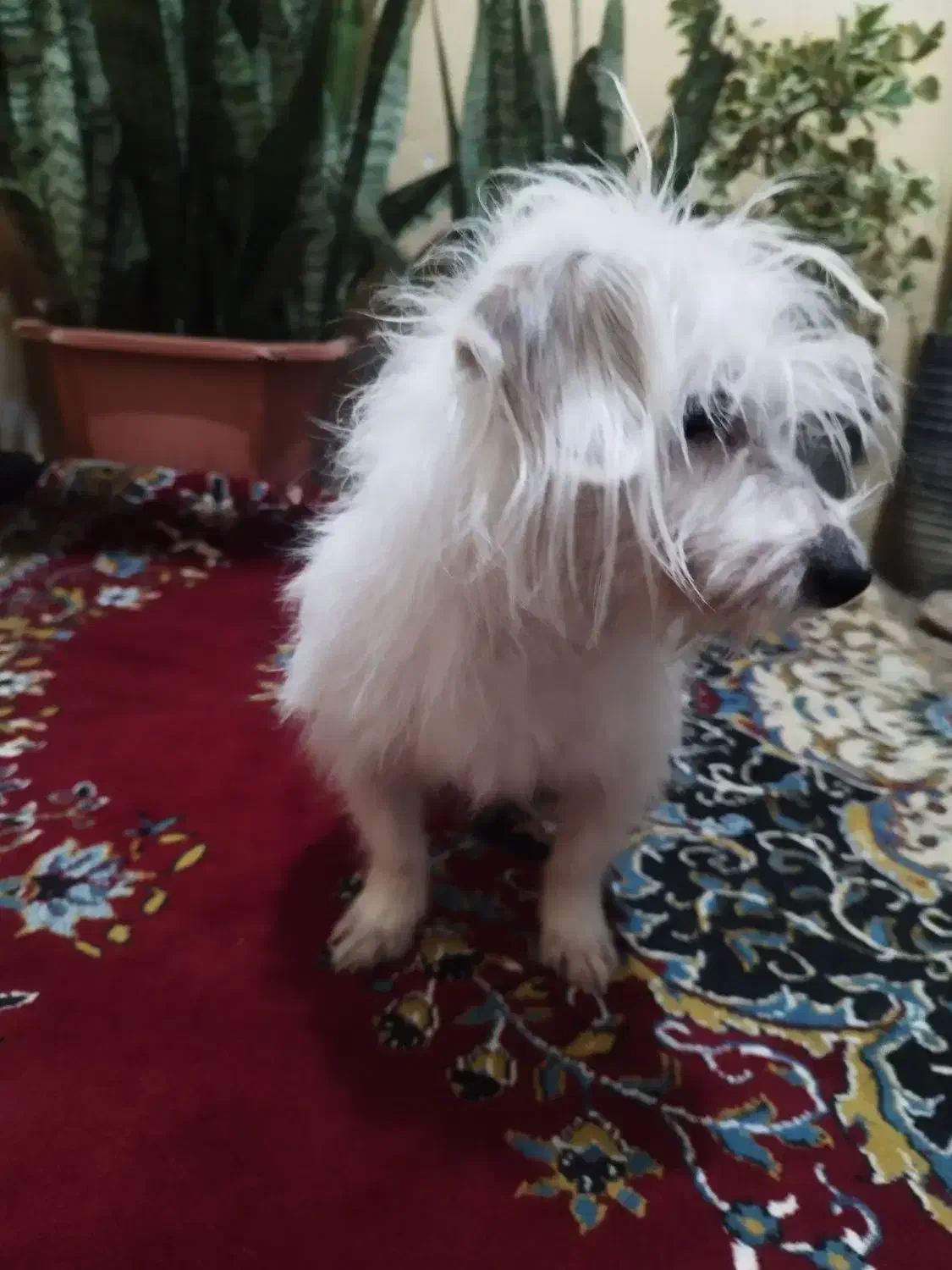 شیتزو تریر|سگ|خان ببین, |دیوار