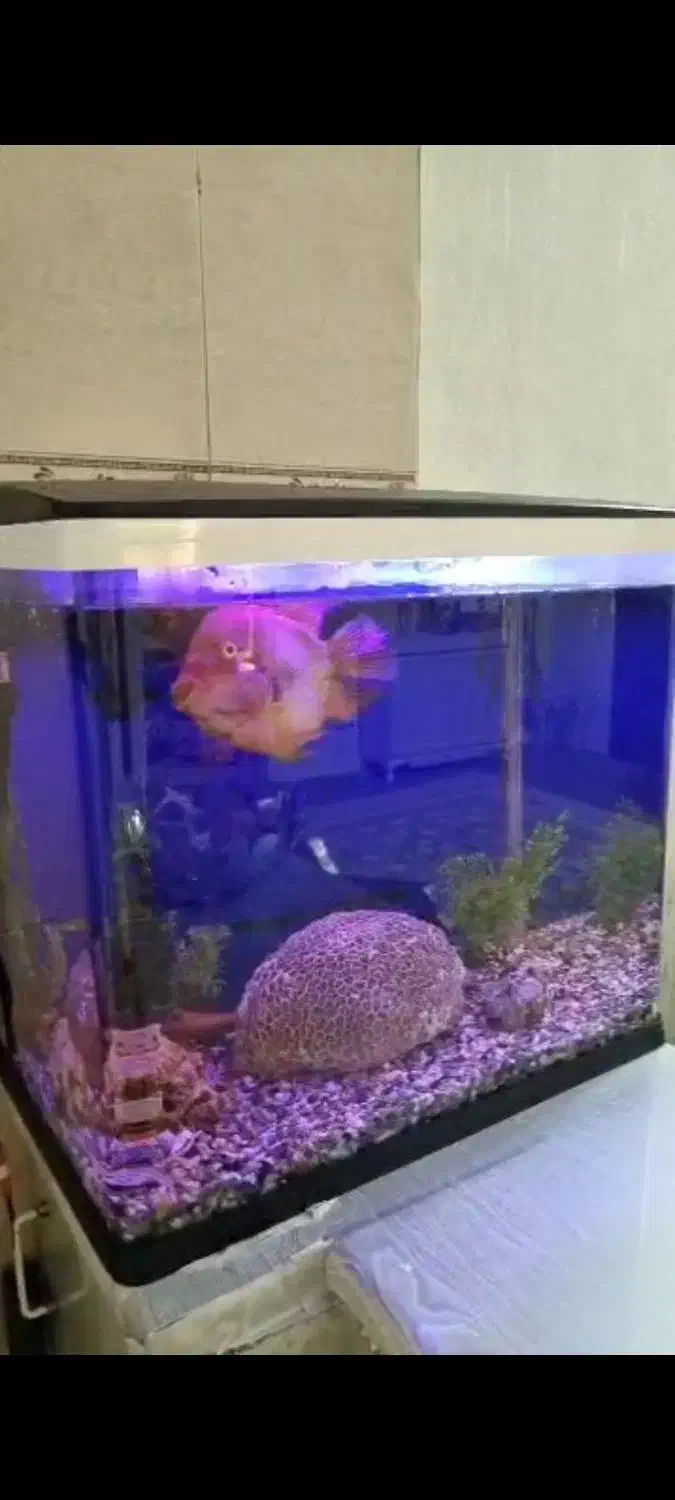 فروش اکواریم با ماهی های گوشت خوار|ماهی|فردیس, شهرک ۱۱۰|دیوار