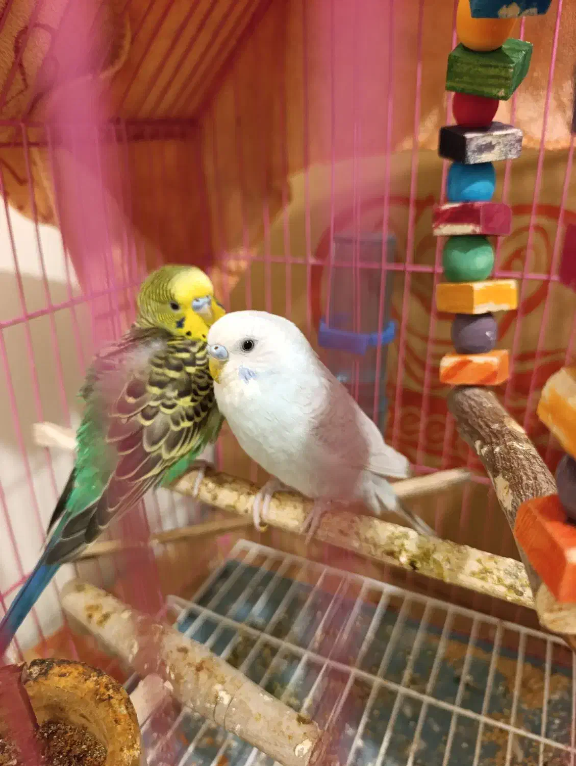 مرغ عشق نرماده|پرنده|لالی, |دیوار