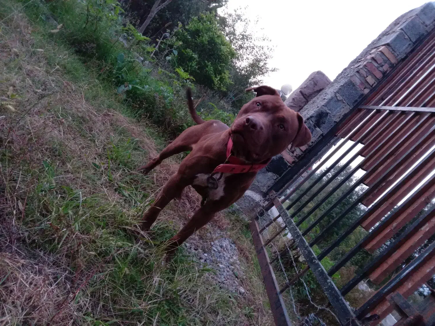 سگ پیتبول|سگ|قائمشهر, |دیوار