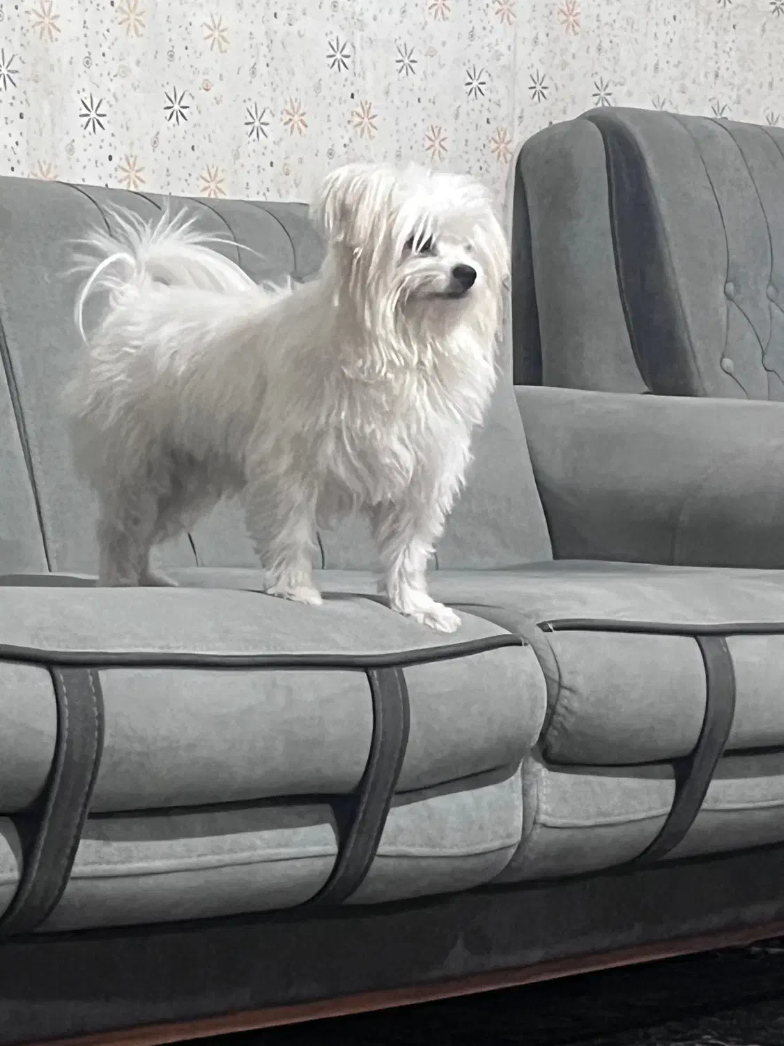 تدی سگ پاکوتاه ناز|سگ|شیروان (خراسان), |دیوار