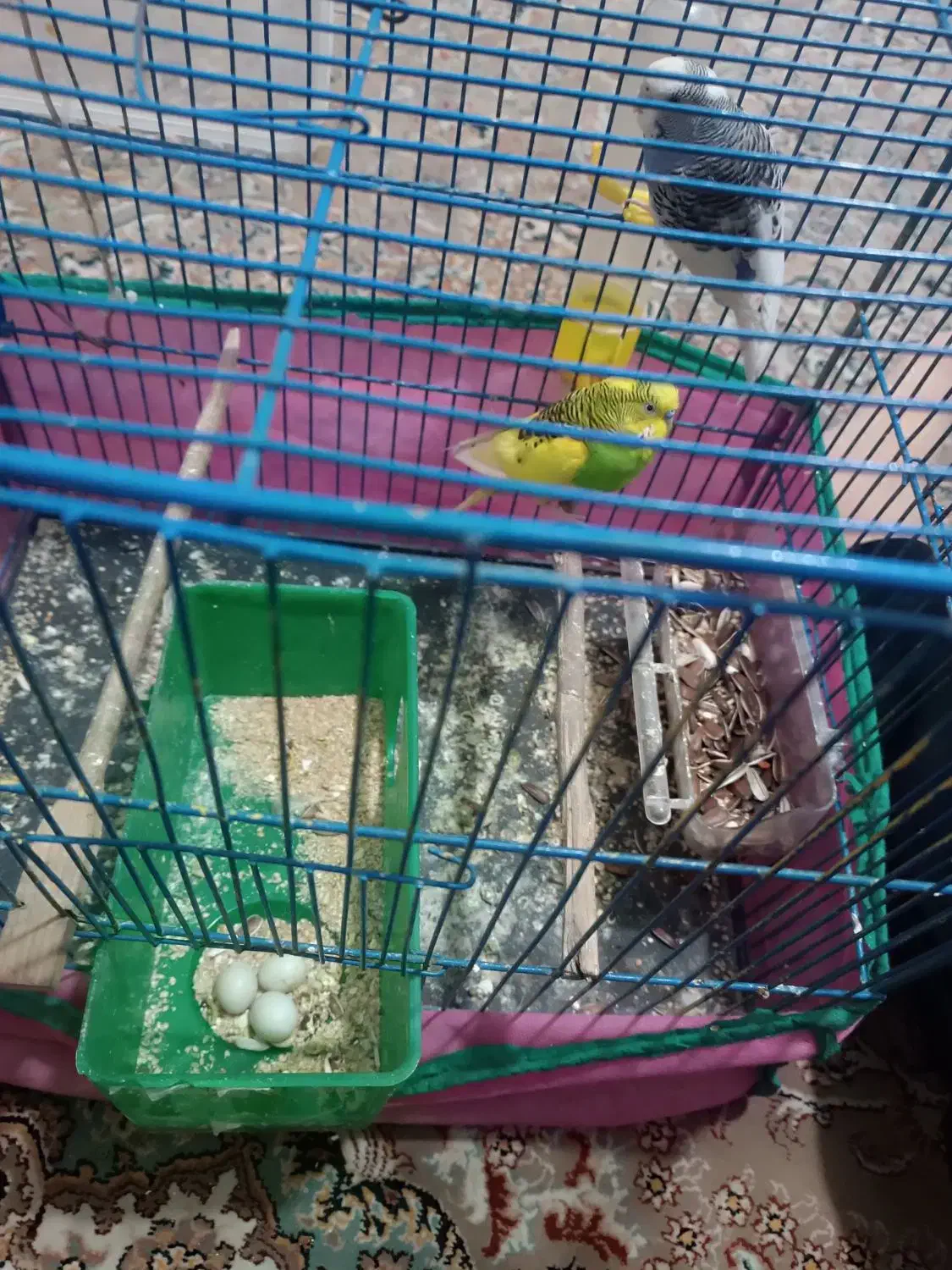 مرغ عشق با تخم|پرنده|تهران, نعمتآباد|دیوار