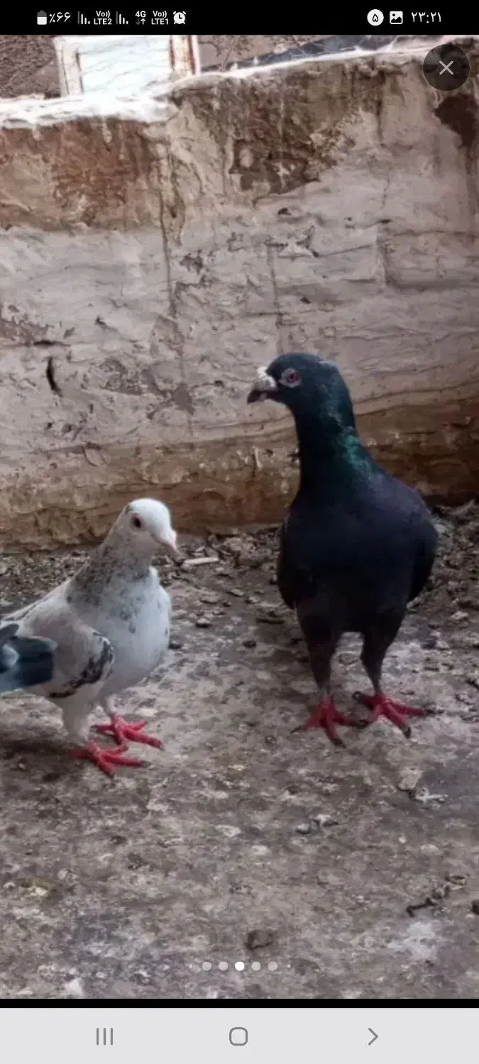 سار|پرنده|نیشابور, مازول|دیوار