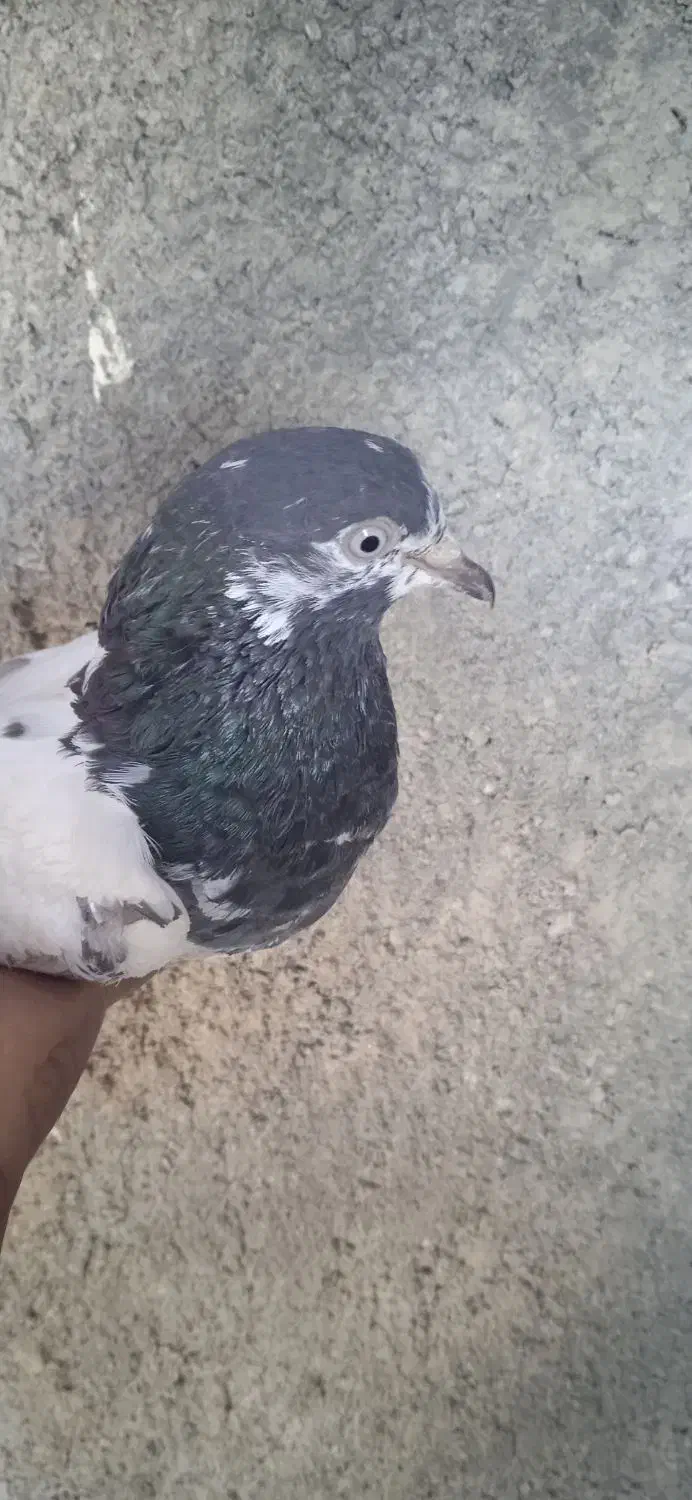 کفتر تیدی|پرنده|میناب, |دیوار