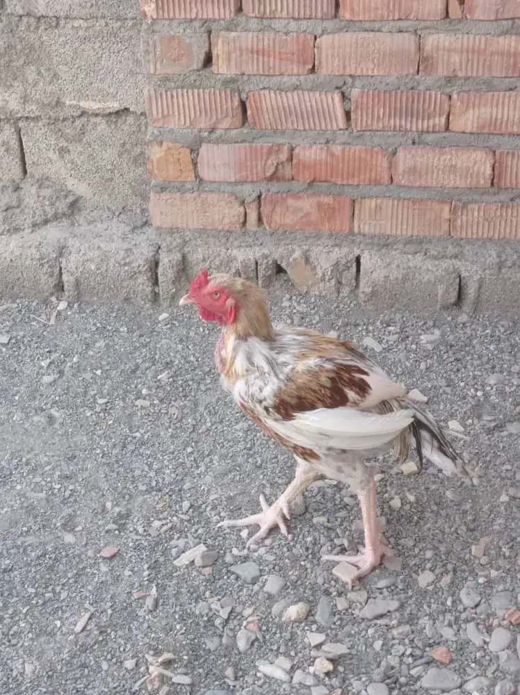 2600000 دو میلیون شصد|پرنده|ایرانشهر, |دیوار