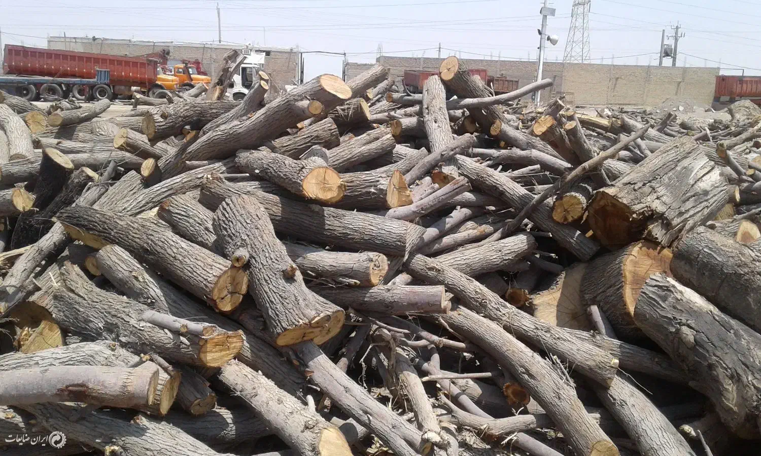 خریدار چوب بری نظامی خرید در محل با تجهیزات کامل..|خدمات باغبانی و درختکاری|مشکین‌دشت, |دیوار