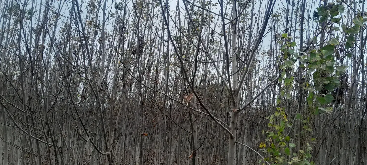 گردو کاغذی  ۴ساله|گل و گیاه طبیعی|شاهین‌شهر, امام حسین|دیوار