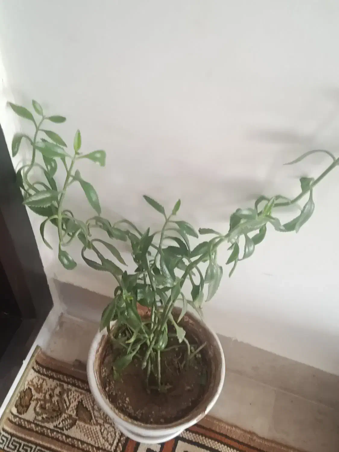 گل و گیاه خانگی|گل و گیاه طبیعی|اردبیل, |دیوار