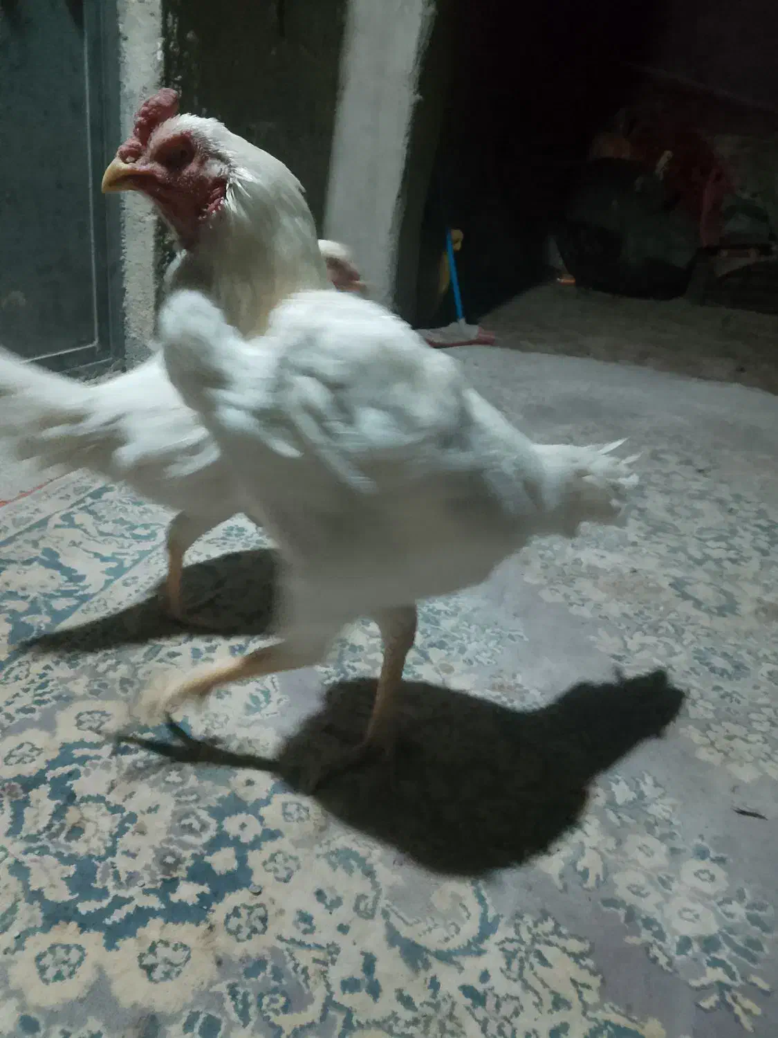 مرغ خروس لاری اصیل ۵ماه  معاوضه میکنی با کبوتر|حیوانات مزرعه|چناران, |دیوار