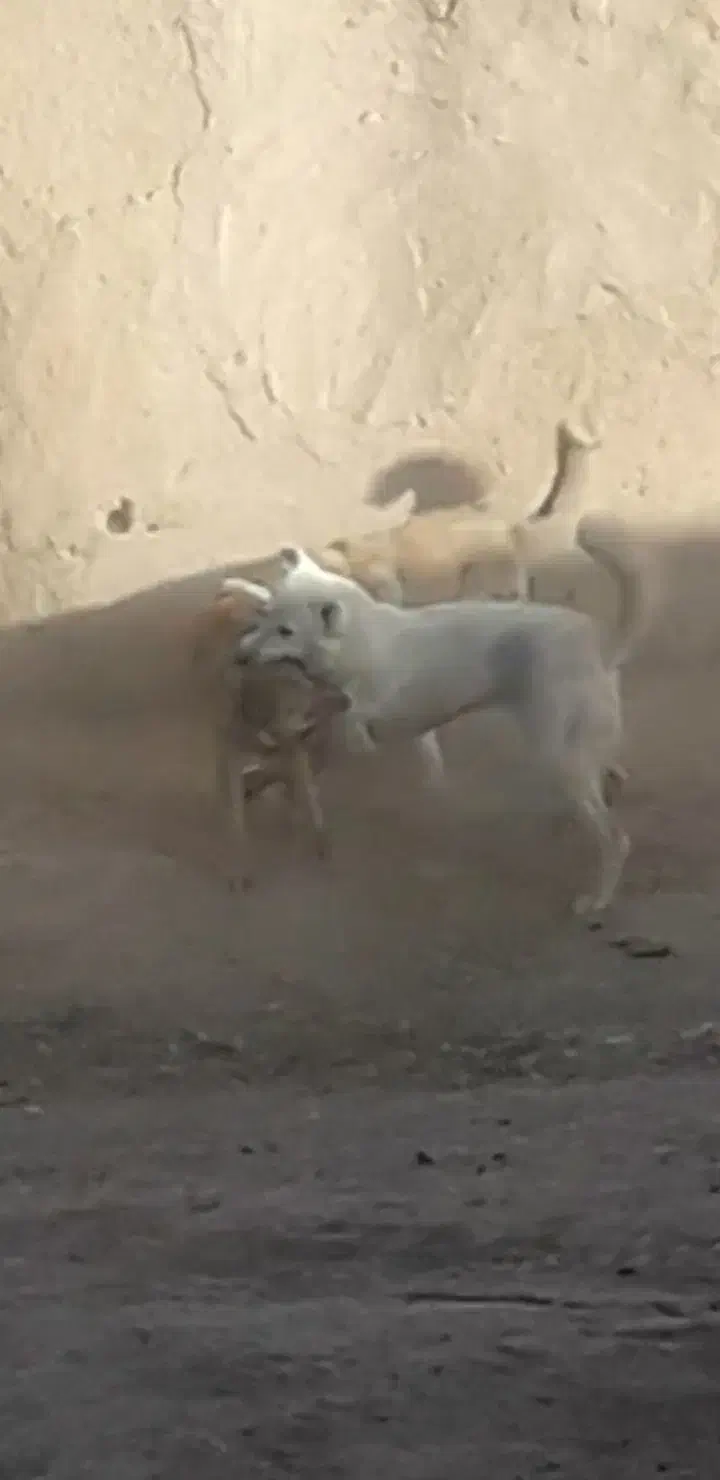 سگ ..|سگ|دهگلان, |دیوار