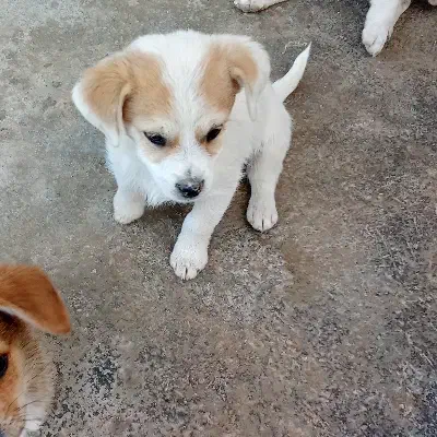 اشپیتز|سگ|اسدآباد, |دیوار