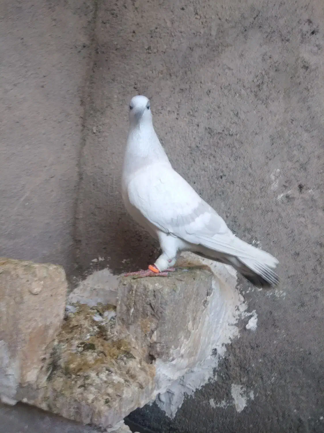 6تا گرفتنی|پرنده|تربت‌حیدریه, قائم|دیوار