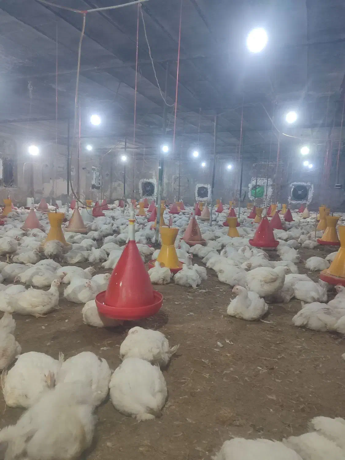 مرغ زنده ارگانیک مستقیم از مرغ داری|حیوانات مزرعه|گالیکش, |دیوار