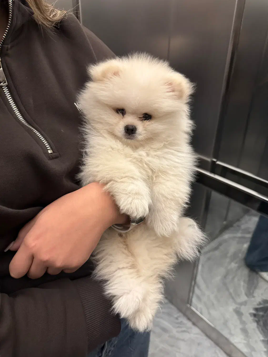 پامرنین اصیل|سگ|محمدیه-قزوین, |دیوار