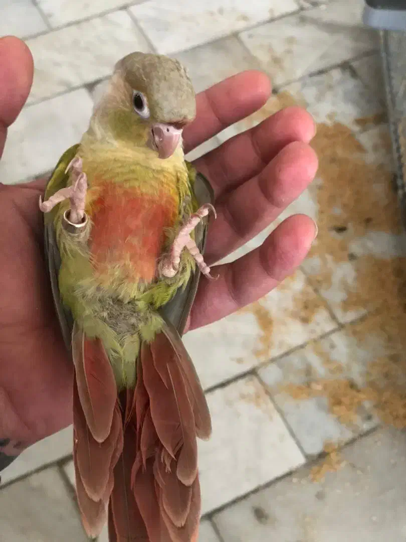 گرینچیک ۳ ماهه ۵ عدد|پرنده|تهران, سلسبیل شمالی|دیوار