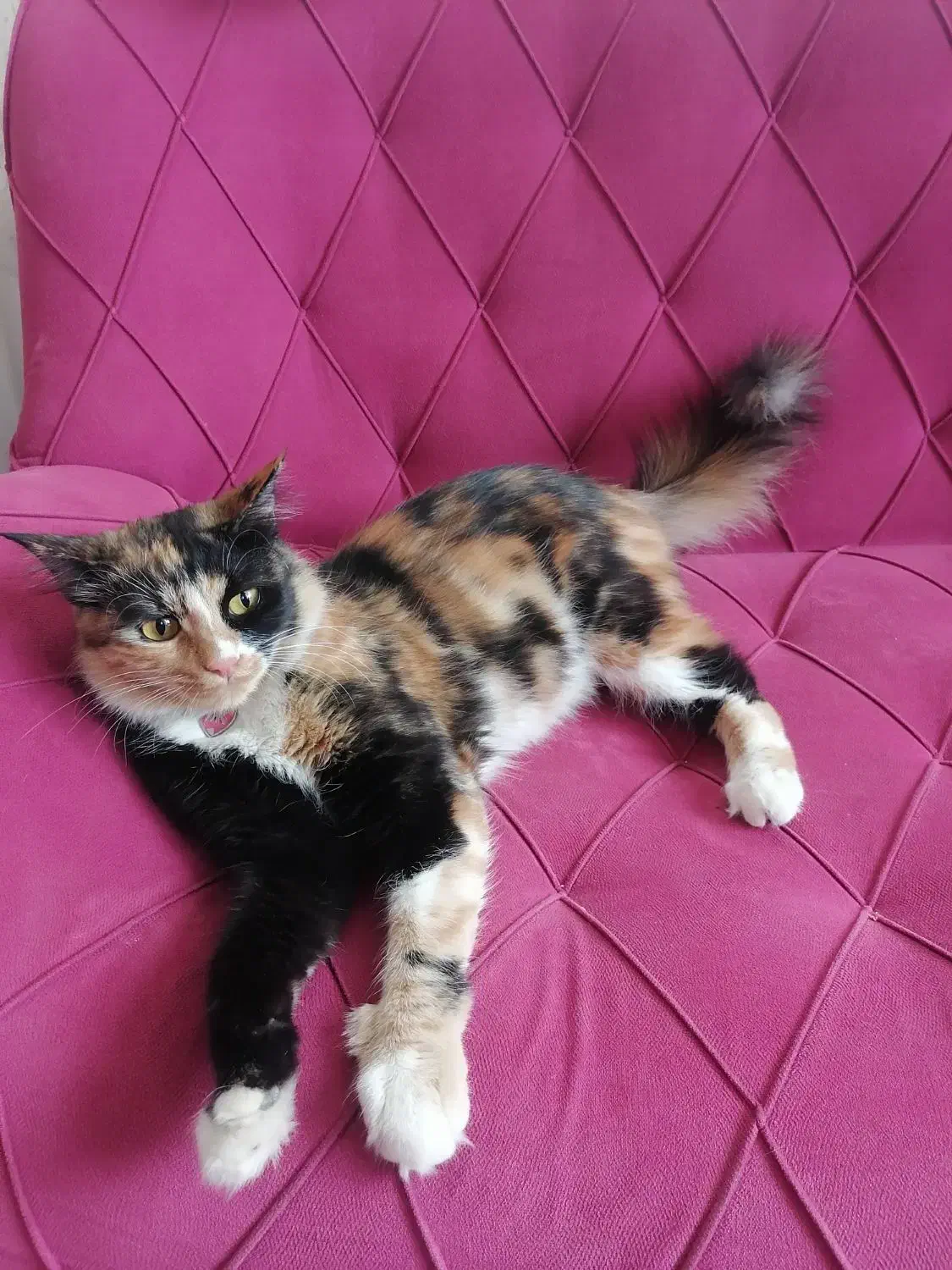 گربه کالیکو|گربه|ارومیه, |دیوار