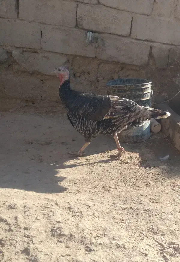 بقلمون ماده|حیوانات مزرعه|هیرمند, |دیوار