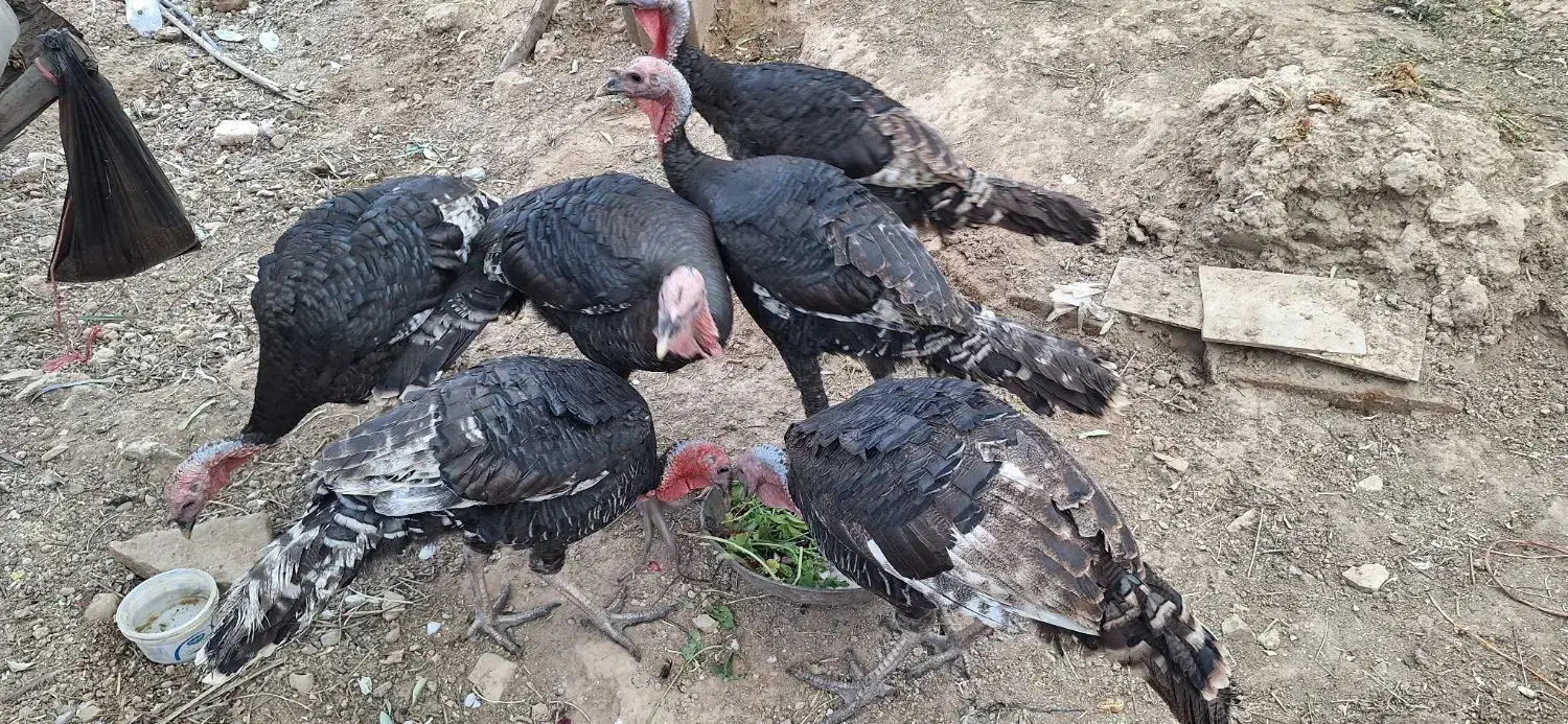 بوقلمو|حیوانات مزرعه|فسا, |دیوار