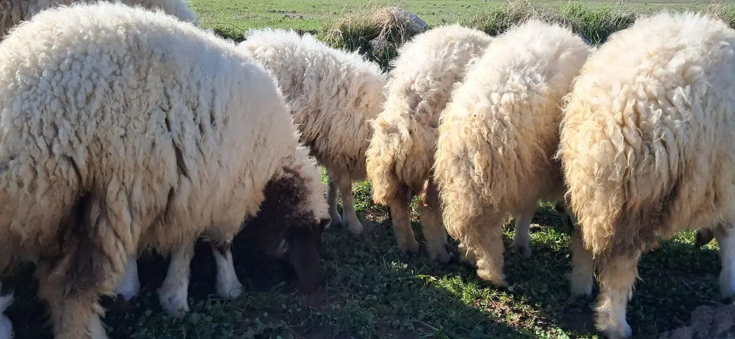 کاور|حیوانات مزرعه|سرپل ذهاب, |دیوار