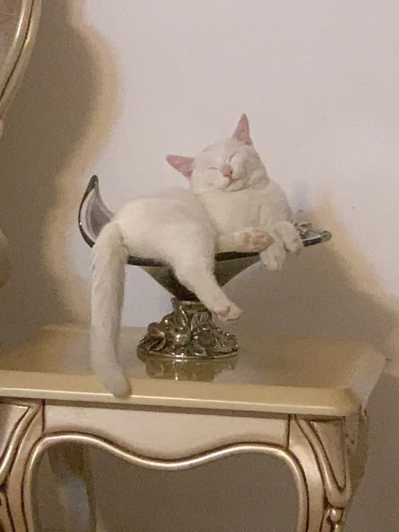 گربه ۷ ماهه ارام و متین|گربه|تهران, نازیآباد|دیوار