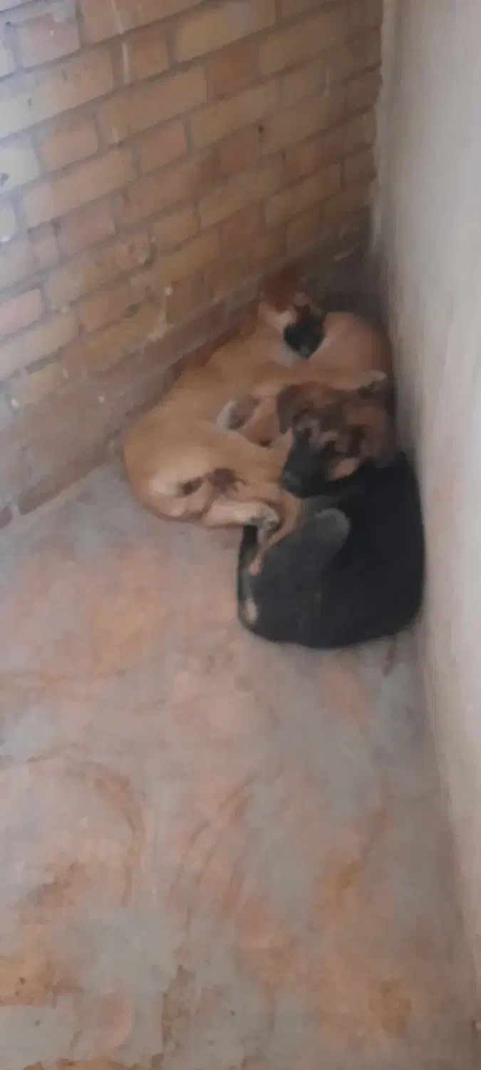 توله ژرمن شپرد|سگ|پاکدشت, پاکدشت (مامازند)|دیوار