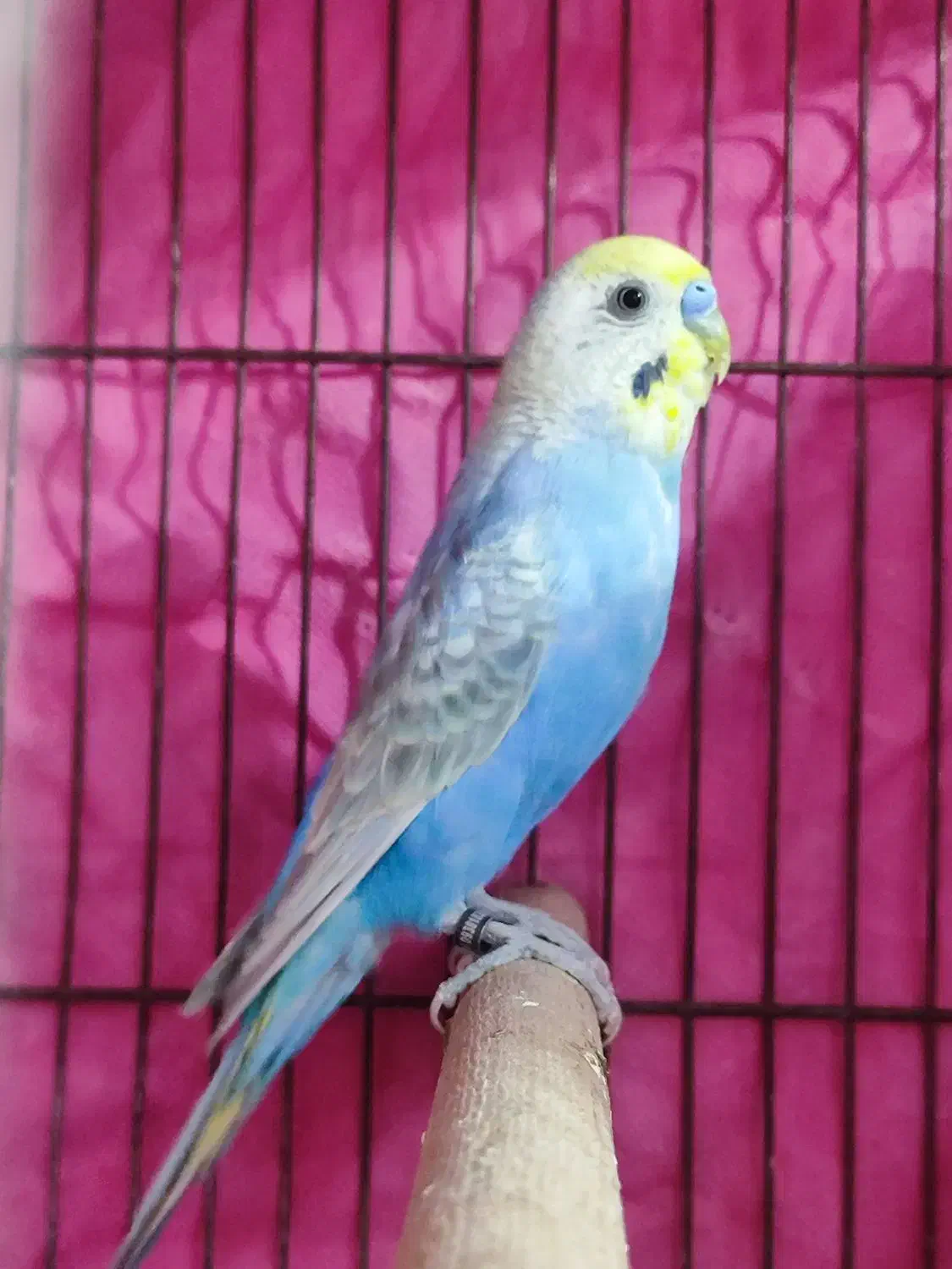 دو جفت مرغ عشق جفت اماده|پرنده|پاکدشت, پاکدشت (مامازند)|دیوار